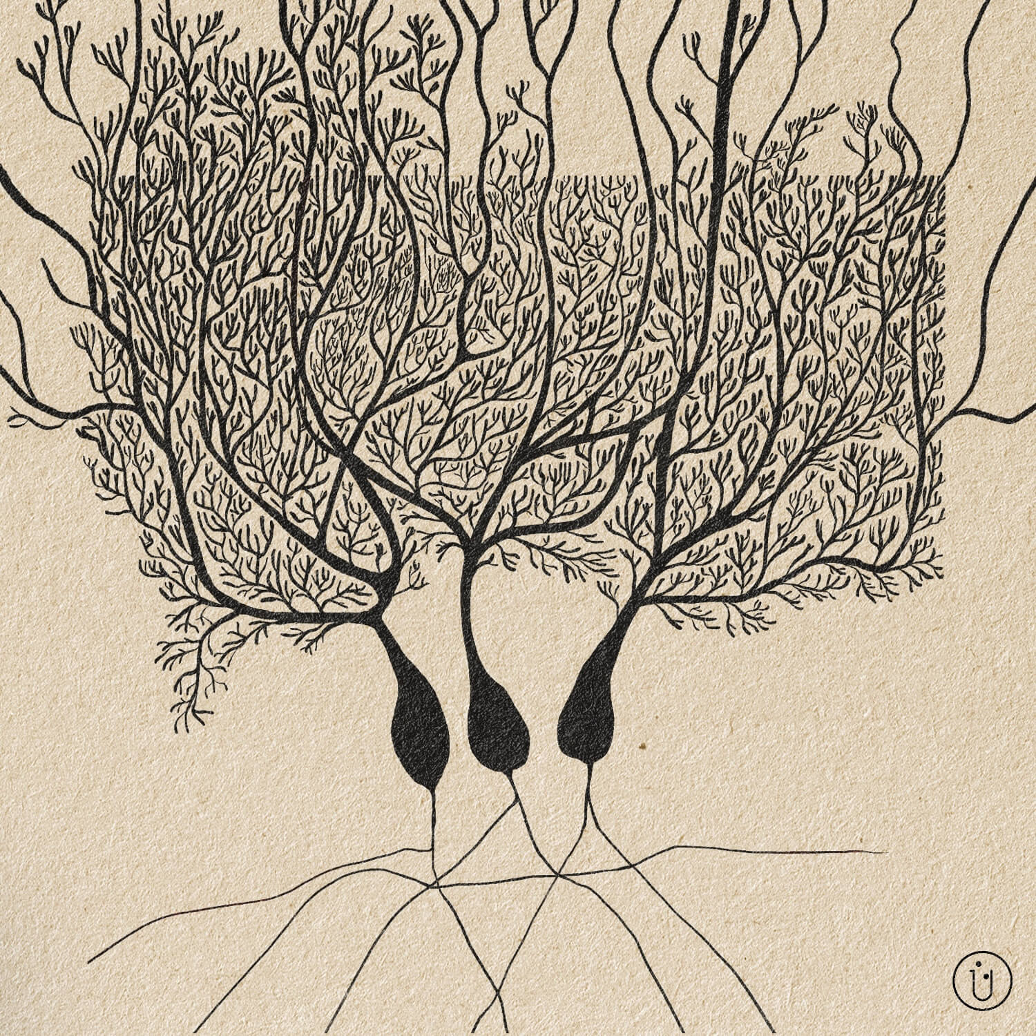 Der Prozess einer künstlerischen Interpretation von Purkinje Neuronen. Sichtbar sind drei Zellkörper mit ausgiebigen Dendritenbäumen, gezeichnet mit schwarz auf beigem Zeitungspapier.